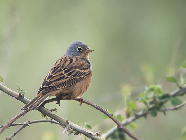 Ruostekurkkusirkku, Cretzschmar's Bunting, Emberiza caesia